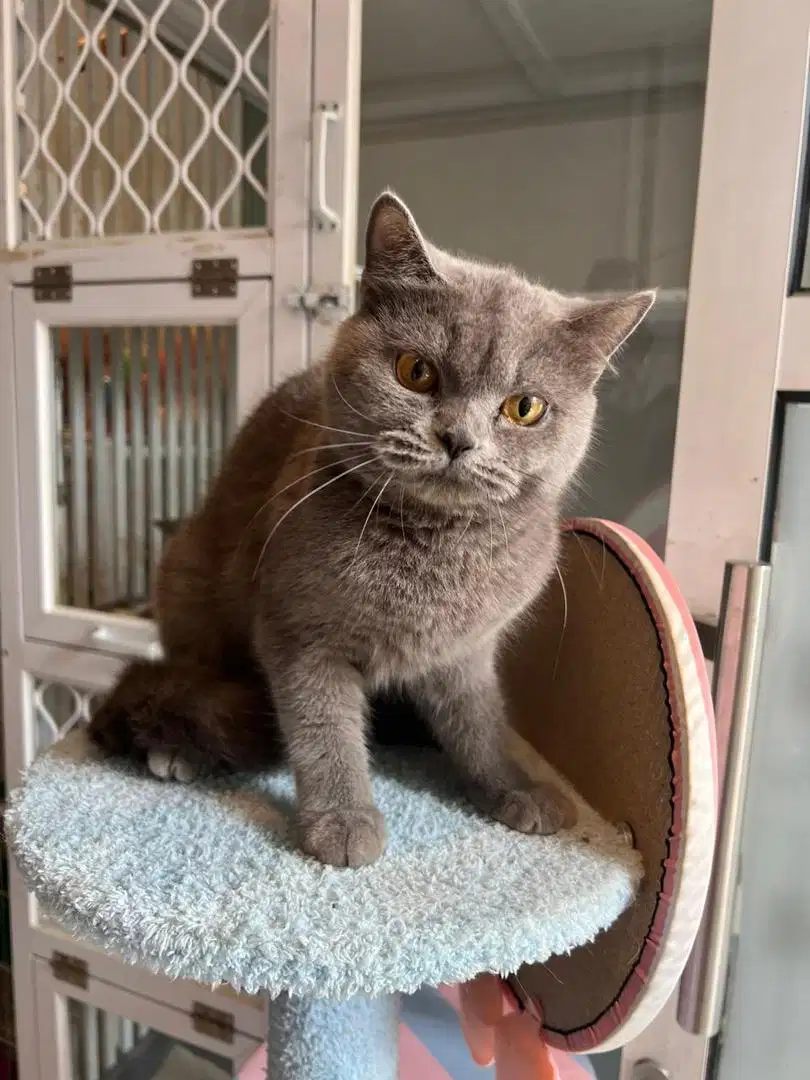 Kucing British Short Hair Pedigree