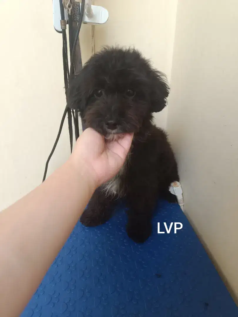 Jual Tiny Poodle Hitam Jantan