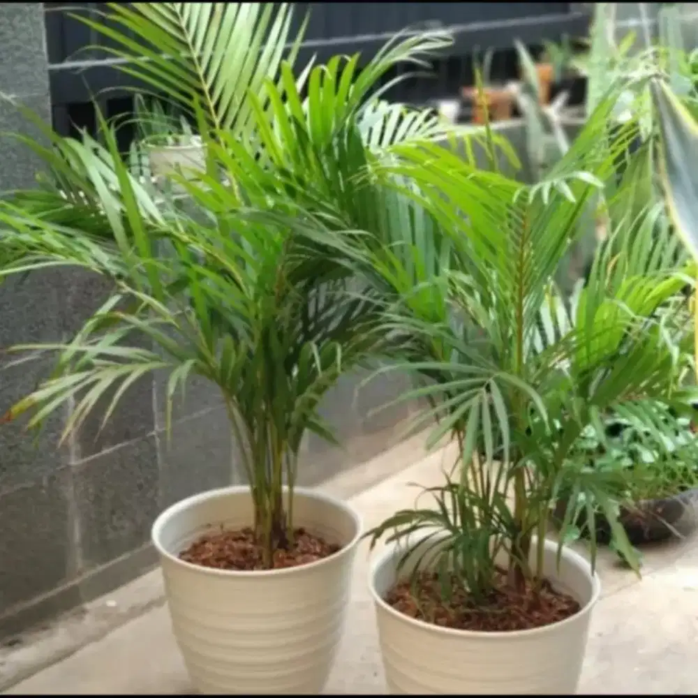 Jual pohon palem kuning