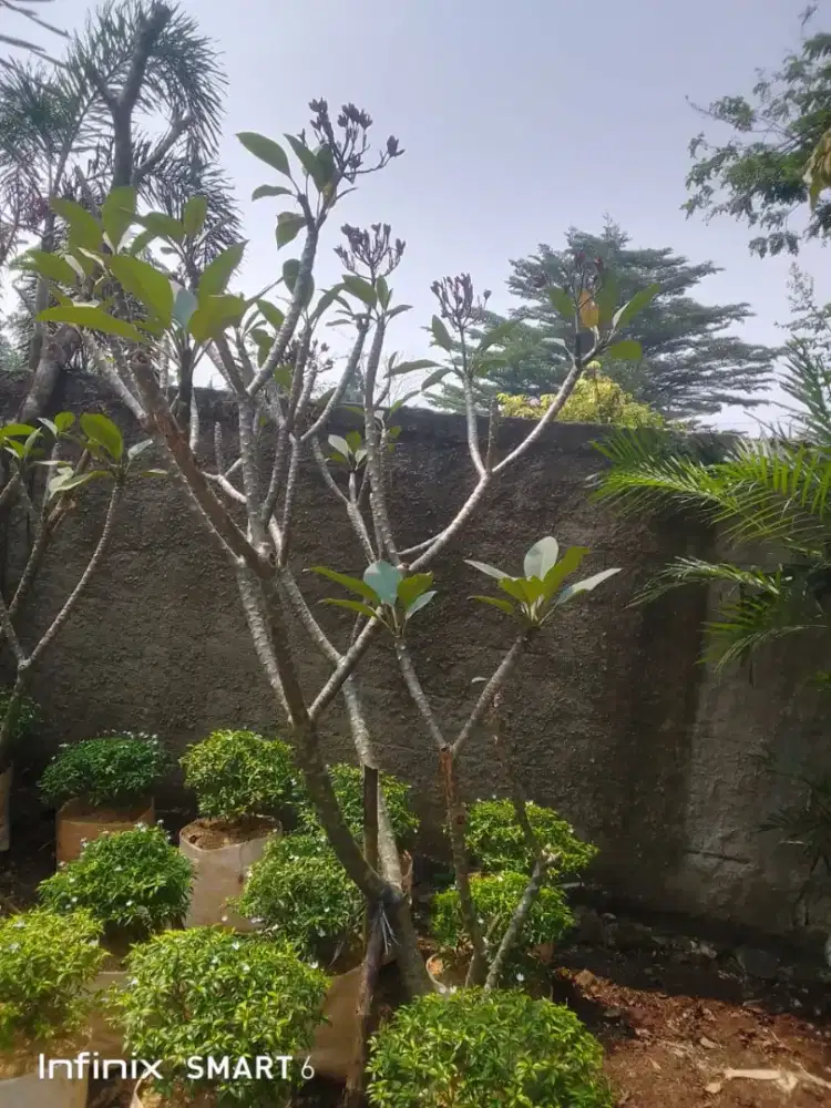 Jual pohon Kamboja bunga kecap