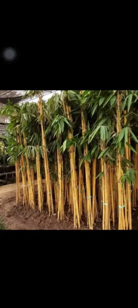 Jual pohon bambu panda