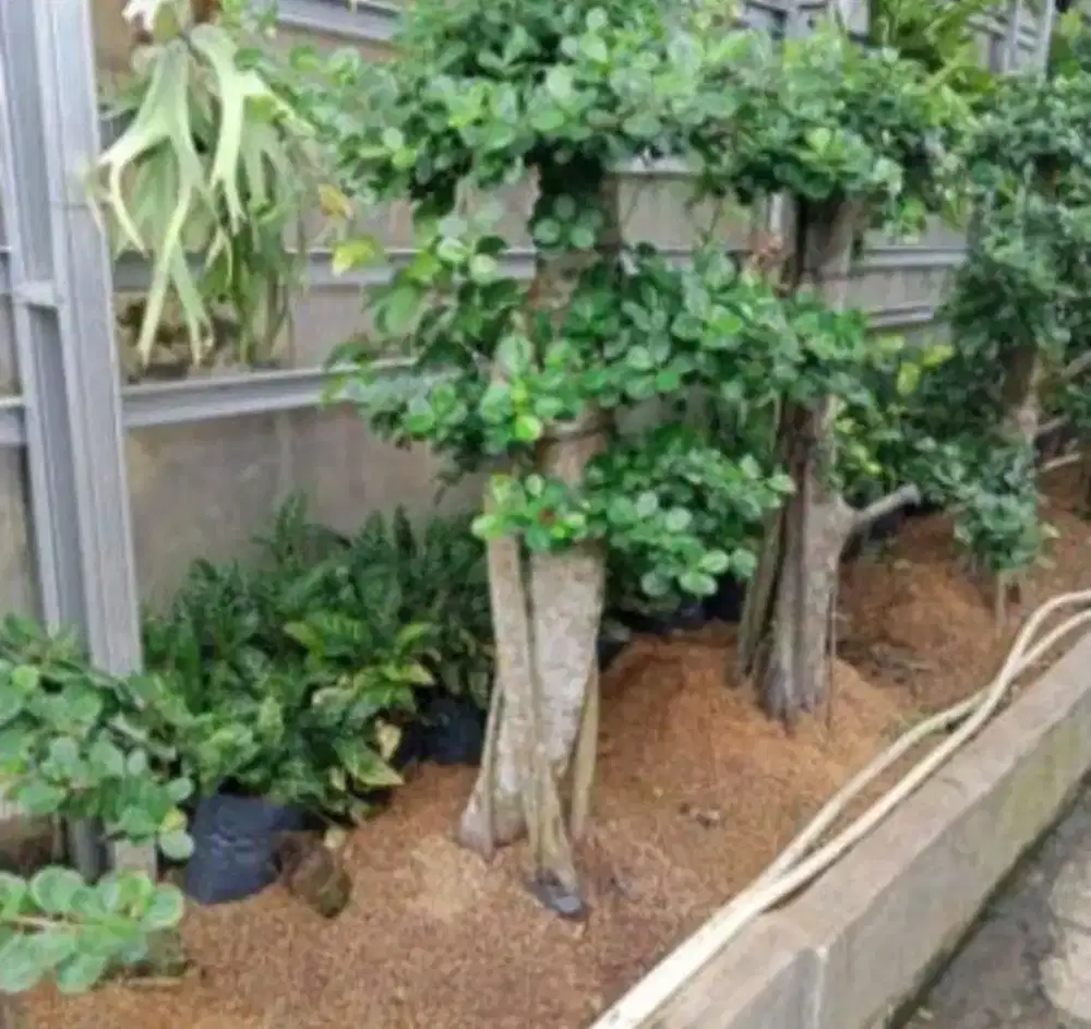 Jual tanaman pohon bonsai beringin korea