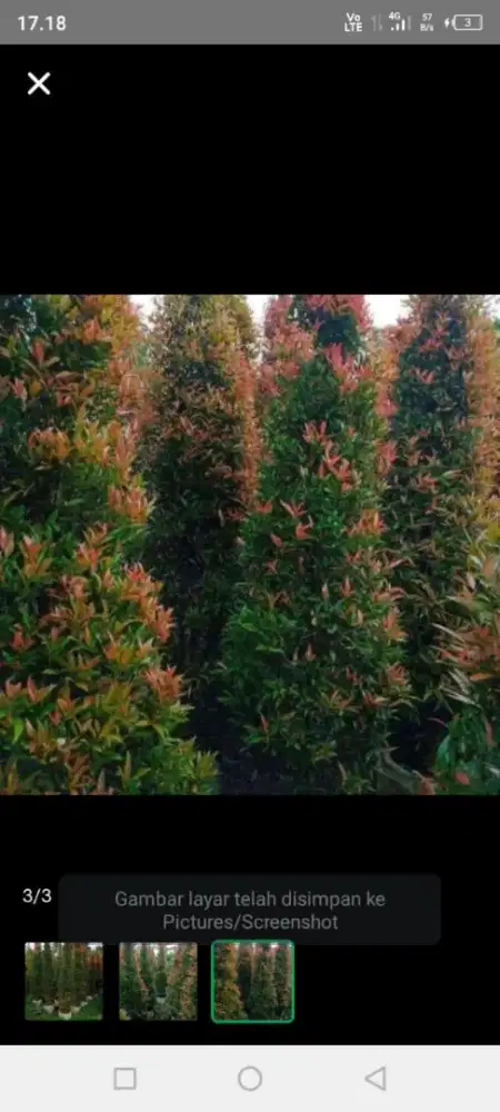 Jual pohon pucuk merah