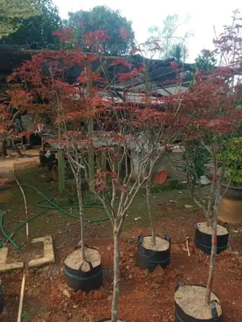 Pohon red maple