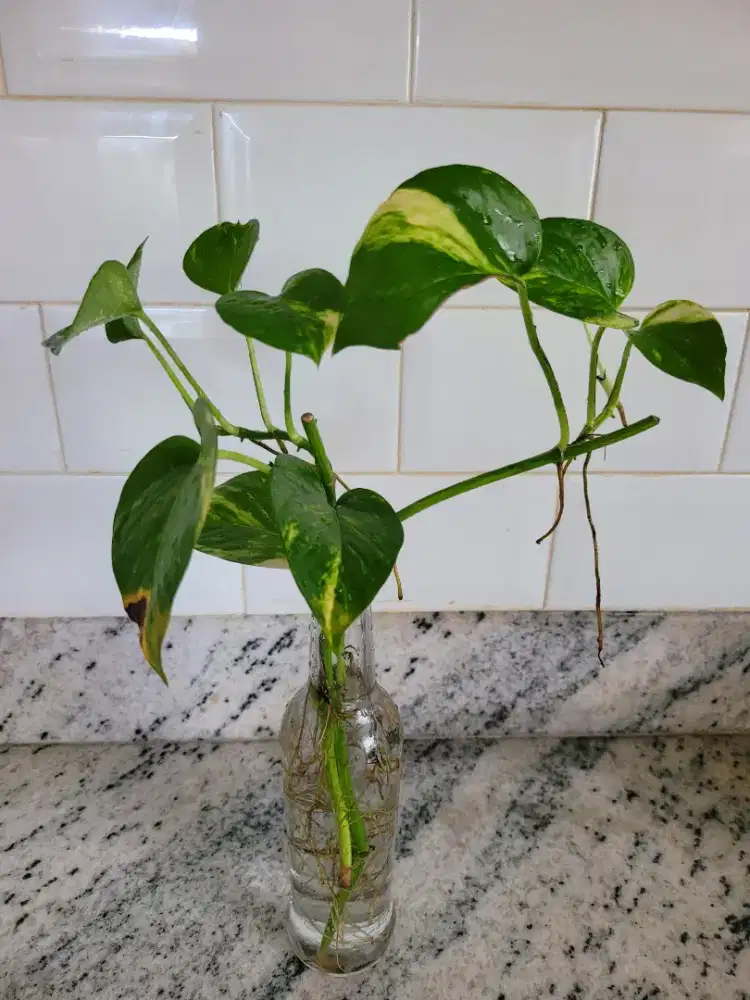 Tanaman hias Sirih Gading media air