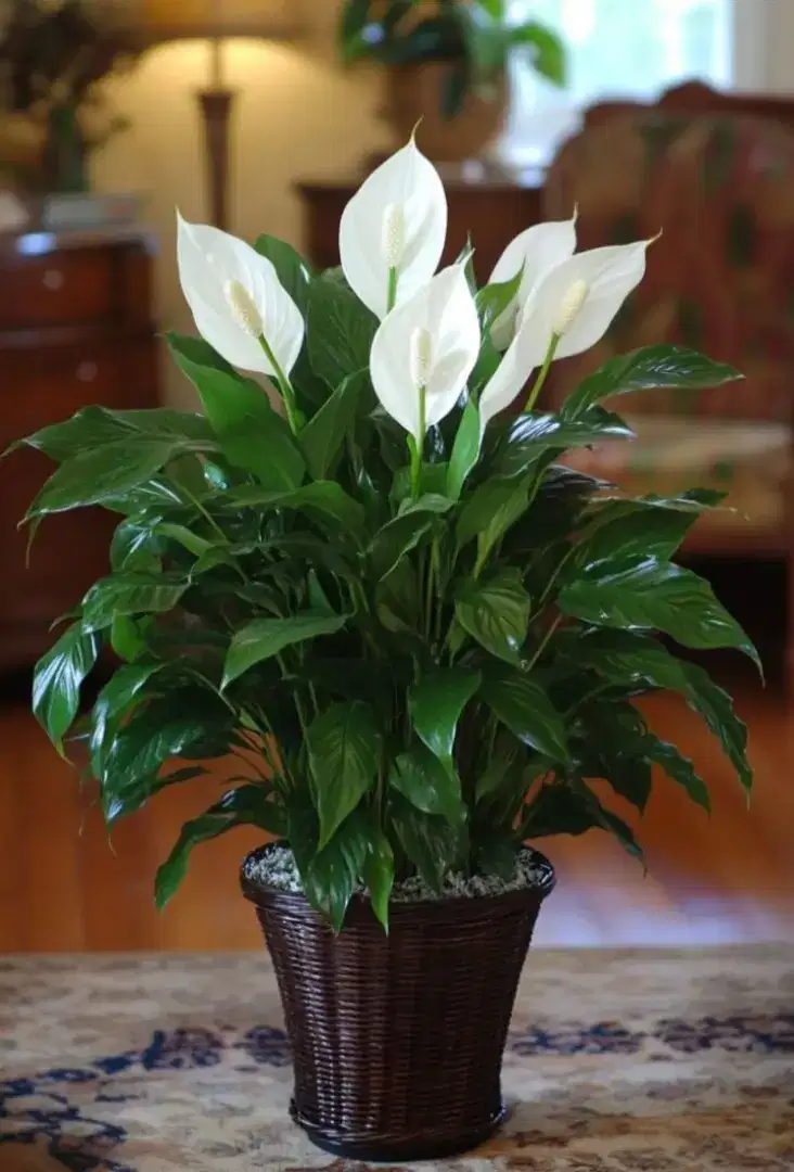 Tanaman Peace lily