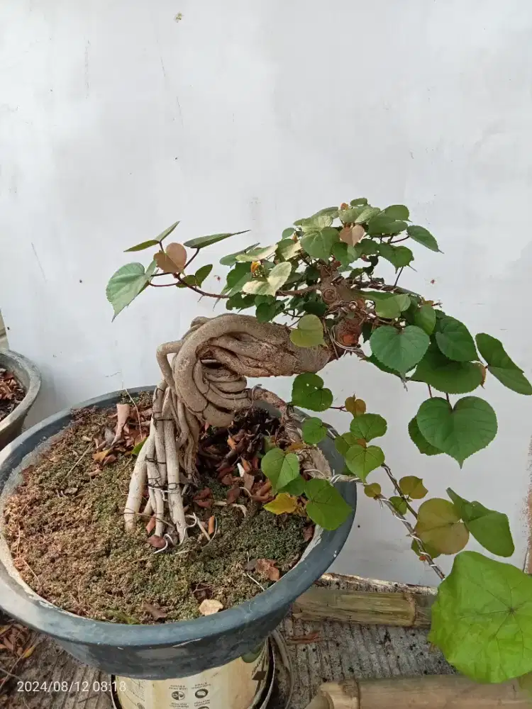 Bonsai Waru Taiwan