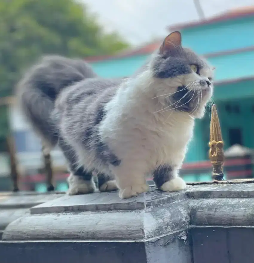 Munchkin ragdol