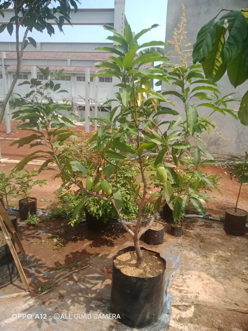 Pohon mangga tinggi pohon 1,5 dan 2 meter