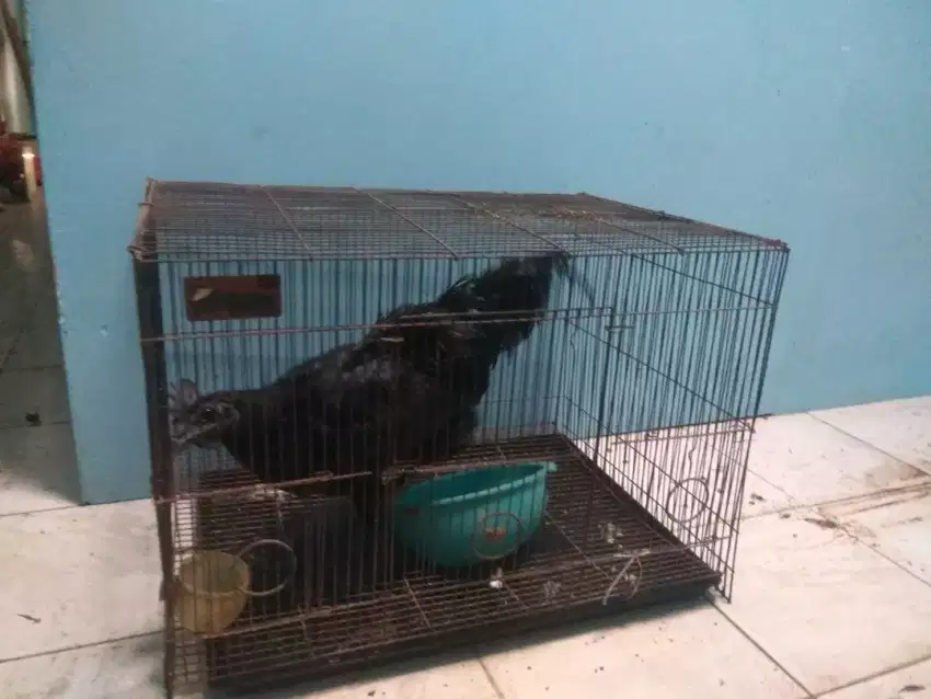 Kandang ayam cemani