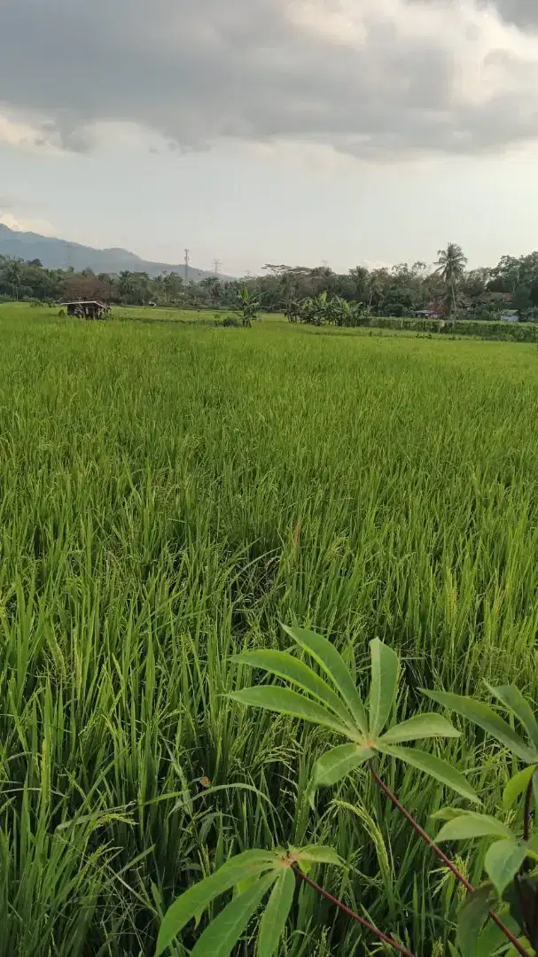 Tanah Sawah Produktif di Manonjaya Kab Tasikmalaya