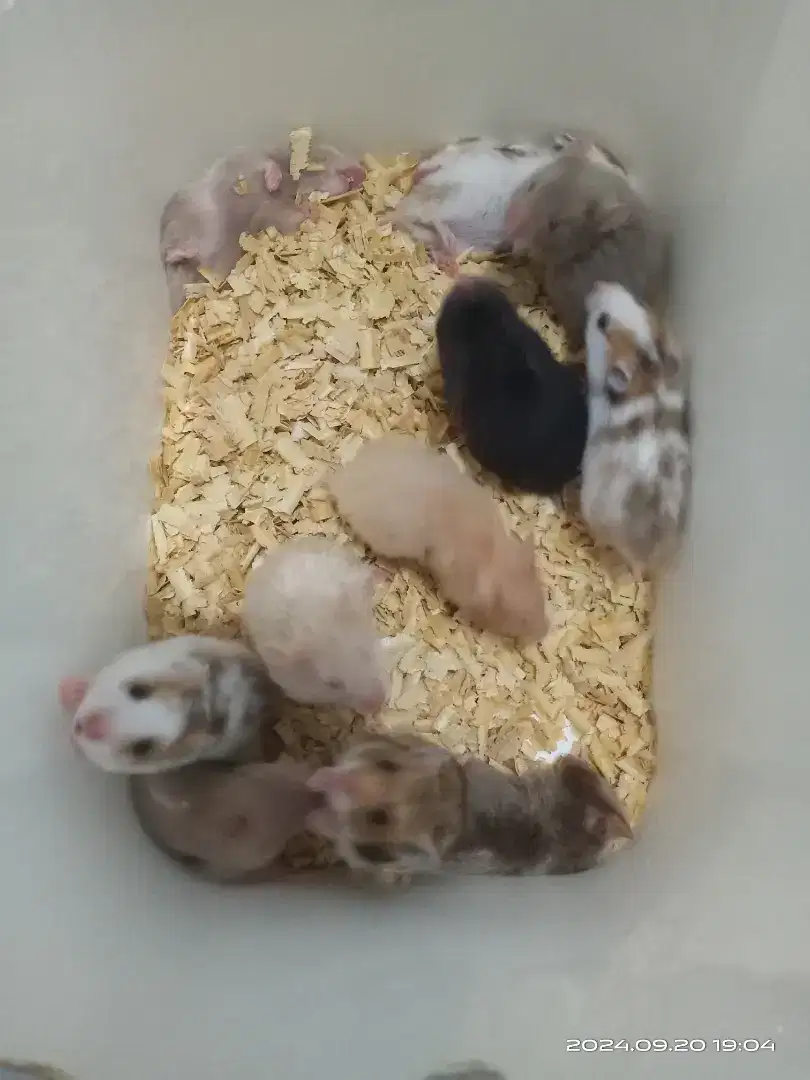 Hamster syrian anakan dan indukan