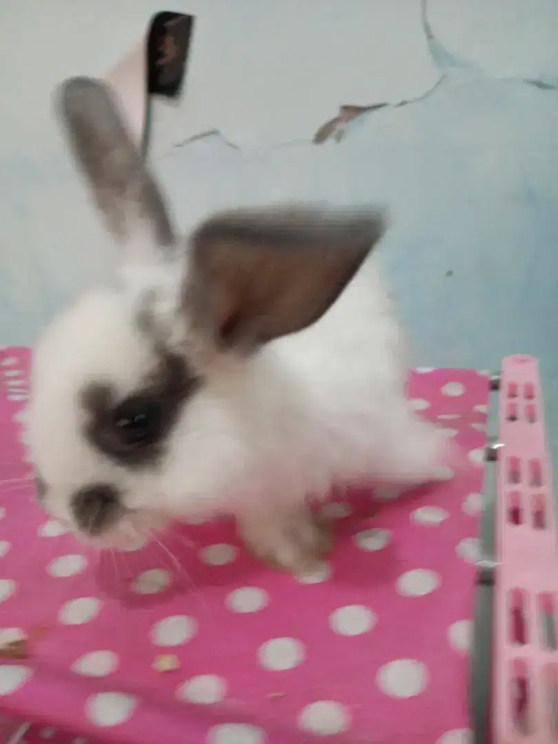 Kelinci Angora Lokal 4 1/2 bulan