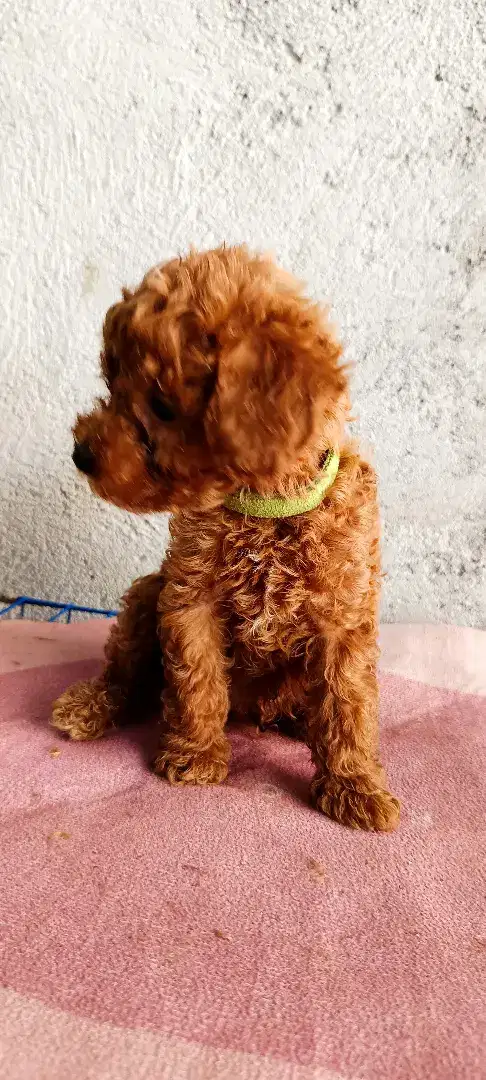 Open Adopt Poodle Betina