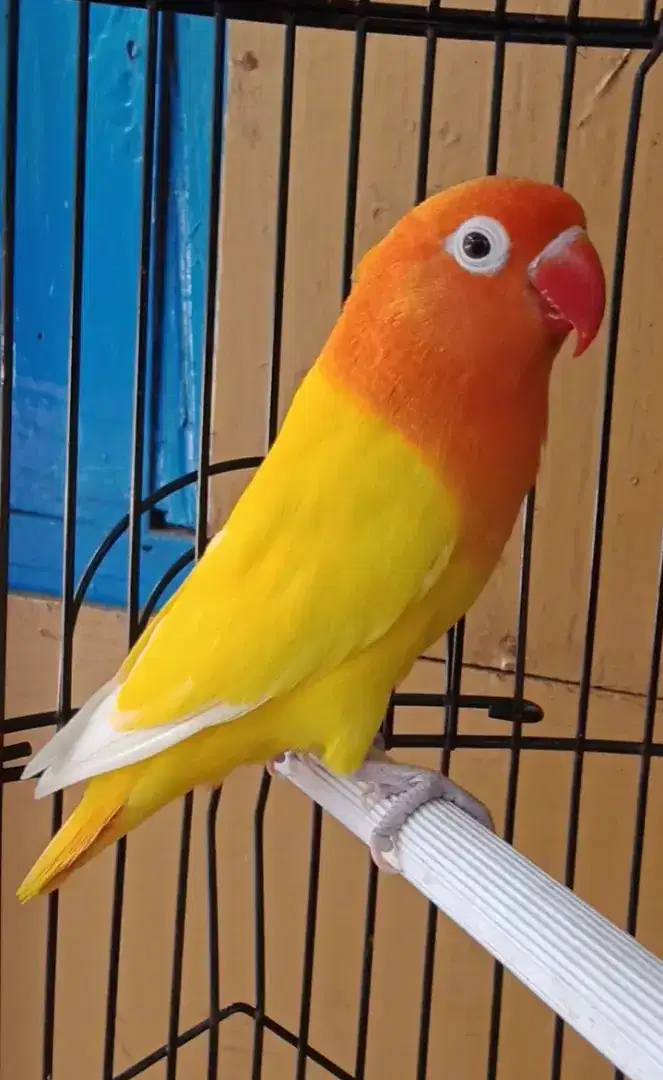 Lovebird Biola lutino RM Bio ino rm