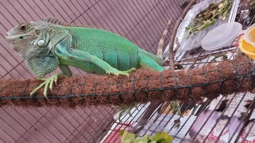 Iguana green hijau sehat