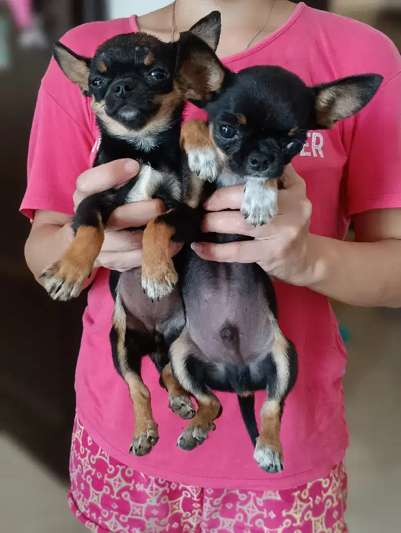 Chihuahua puppy