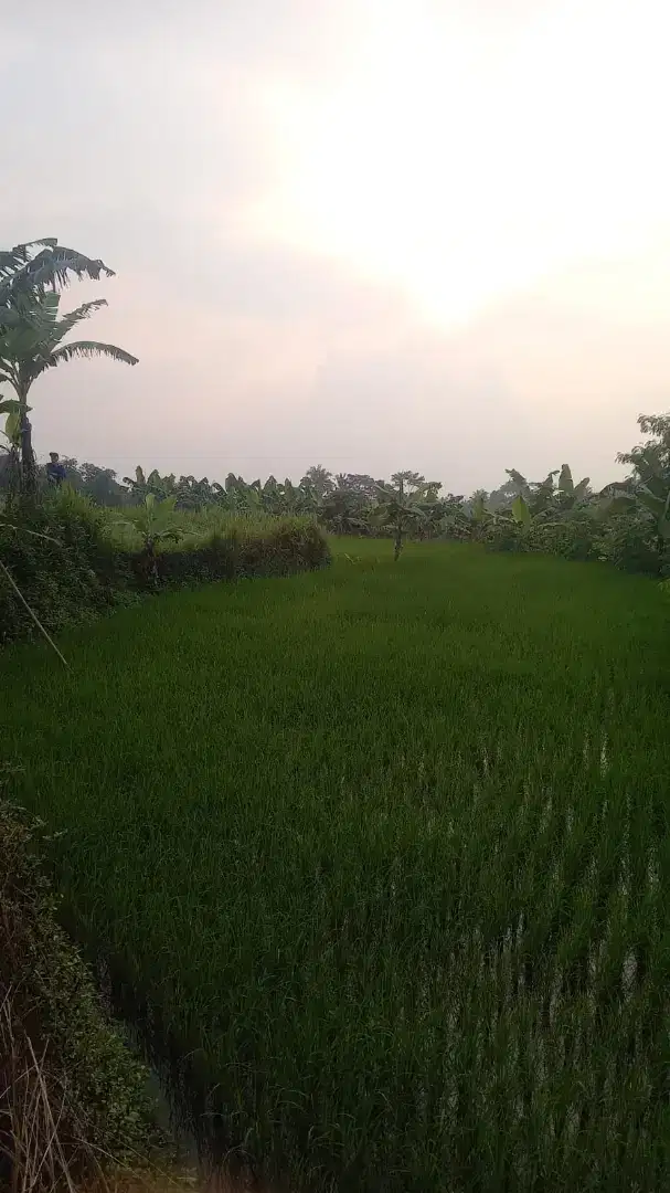 lokasi Buat Villa masa tua / Kolam ikan View gunung Di ciawi bogor