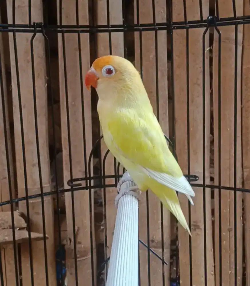 Lovebird Creamino mm jantan