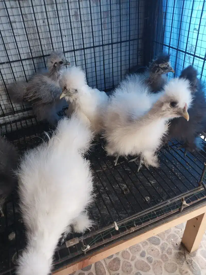 Ayam hias america silky