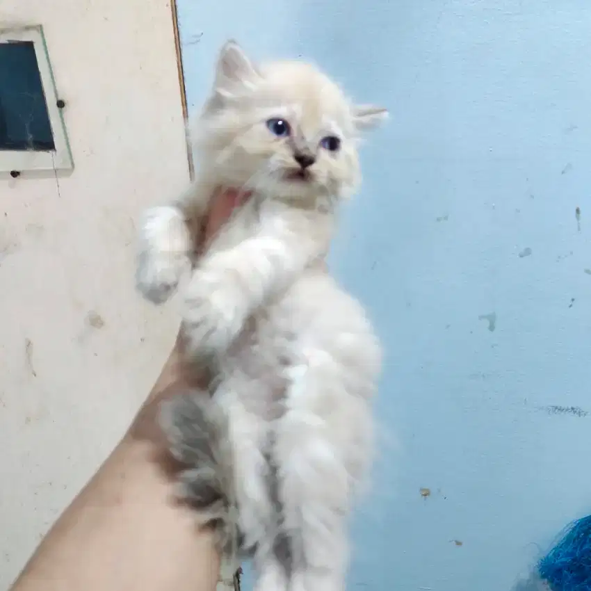 Kitten ragdoll mix persia