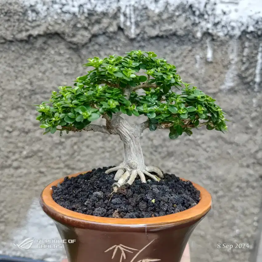 bonsai sancang mame / bonsai sancang