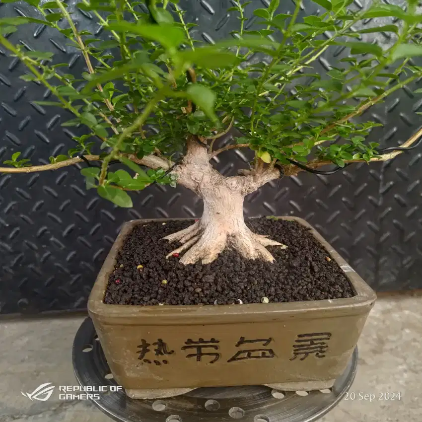 tanaman sancang / bonsai sancang