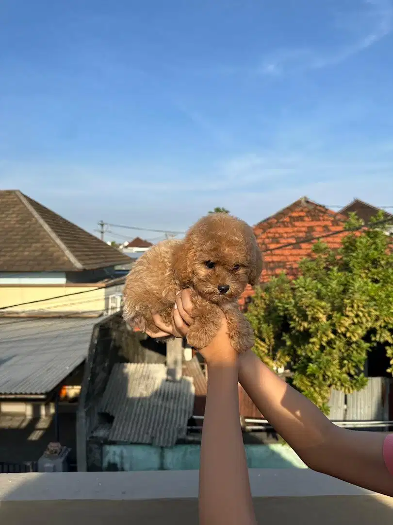 Super Tiny Toy Poodle High Quality