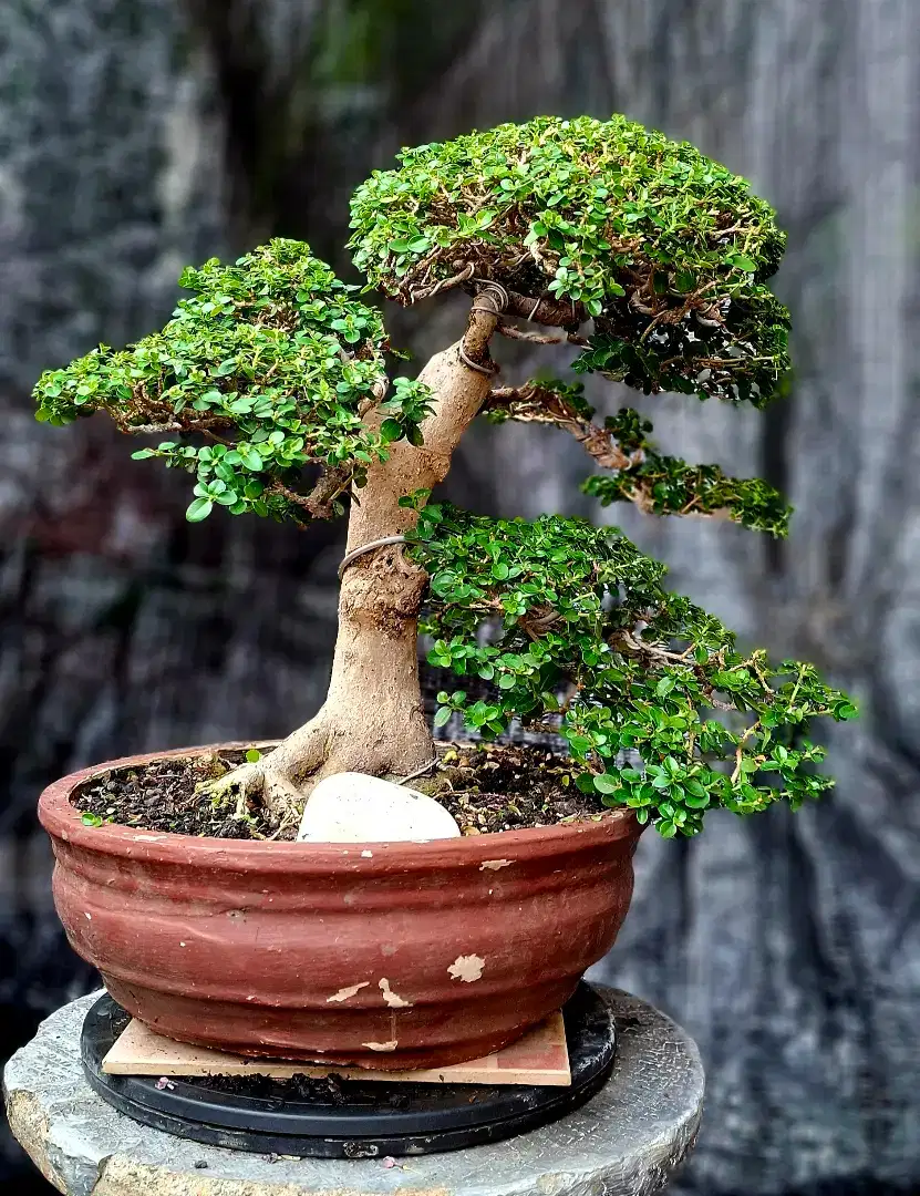 Bonsai Sancang Small