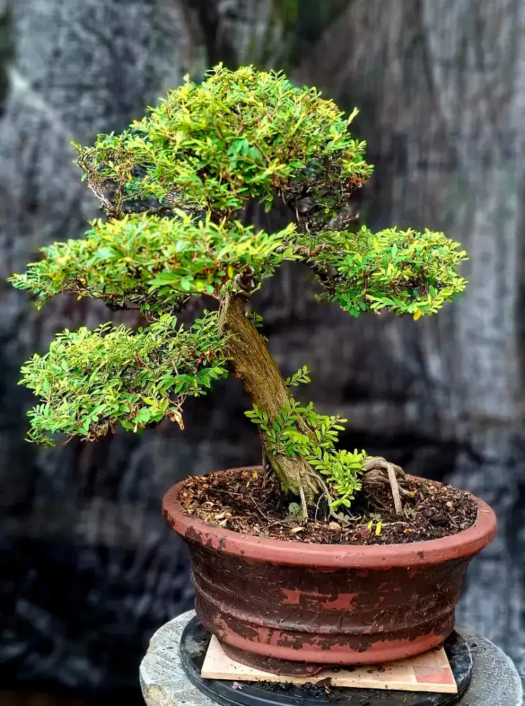 Bonsai Cendrawasih Small