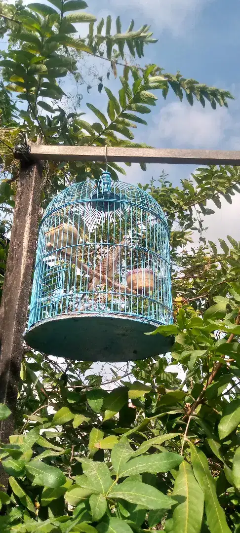 Burung perkutut Bangkok jantan