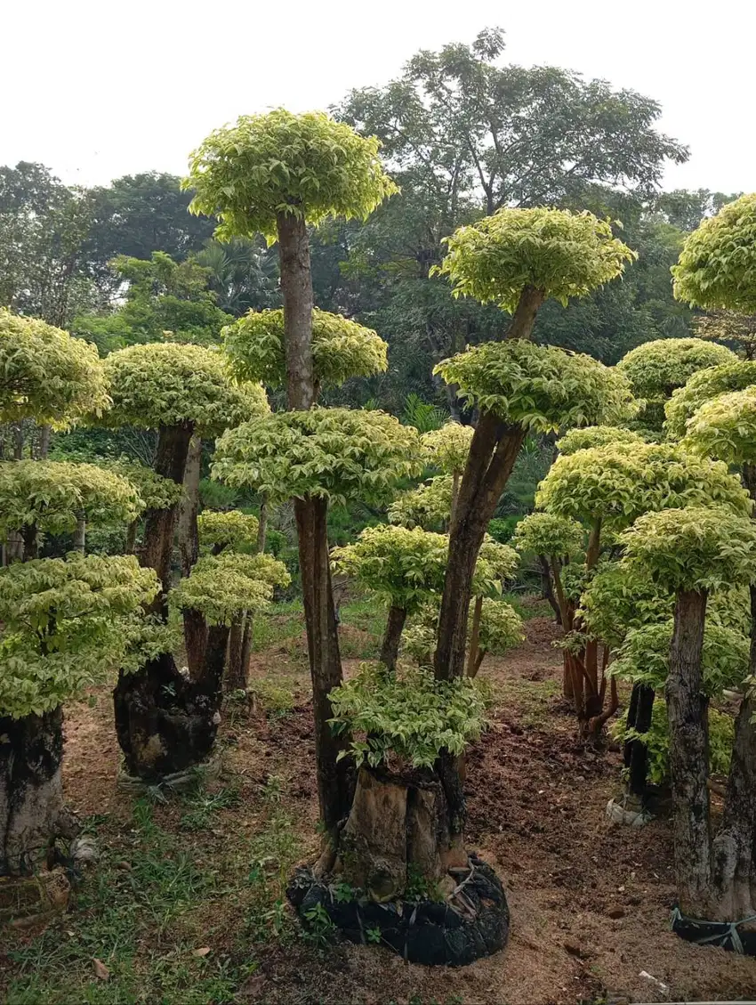 Pohon bonsai anting putri kuning