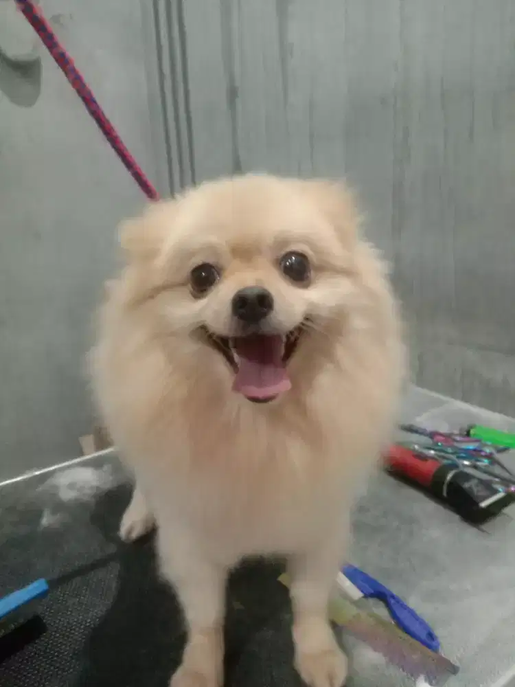 Grooming anjing dan kucing panggilan kerumah