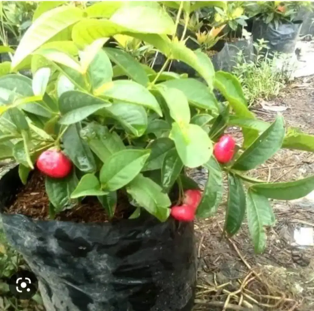 Jambu air kancing merah