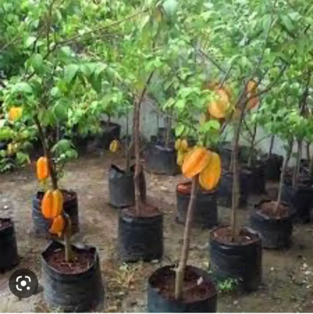 Tanaman buah blimbing bangkok