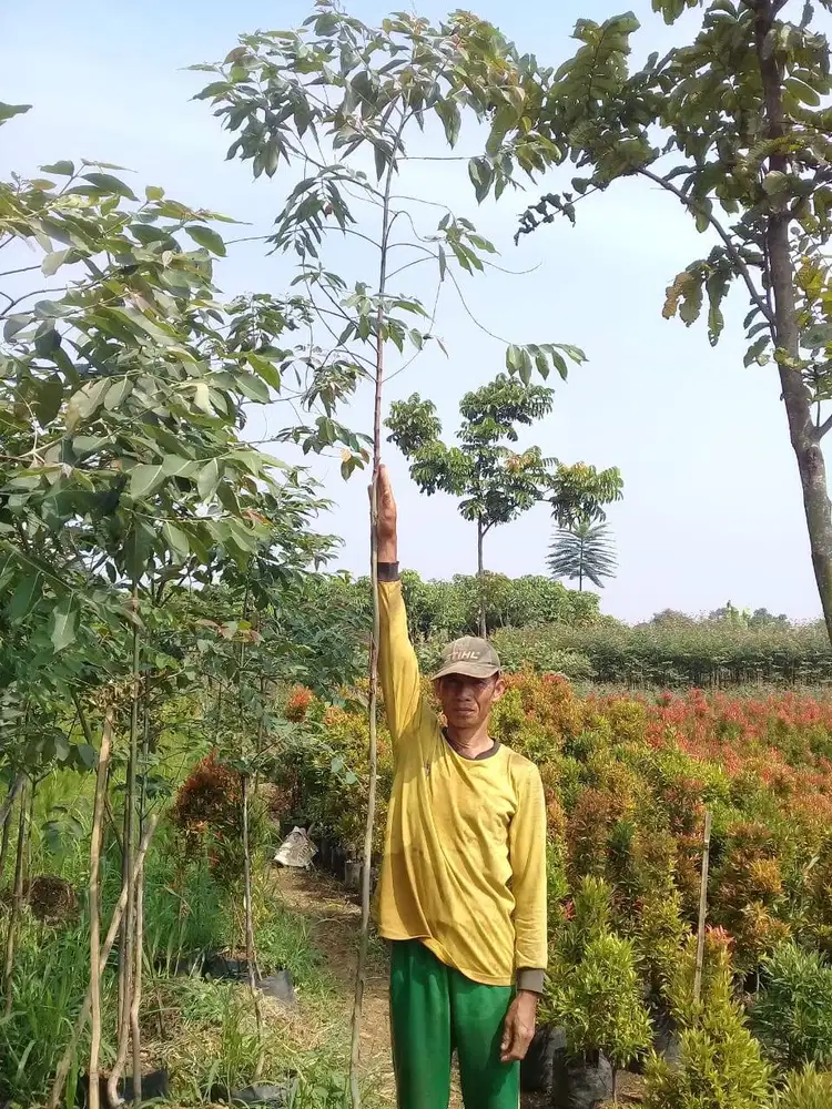 Pohon ecalyptus(rainbow/pelangi)