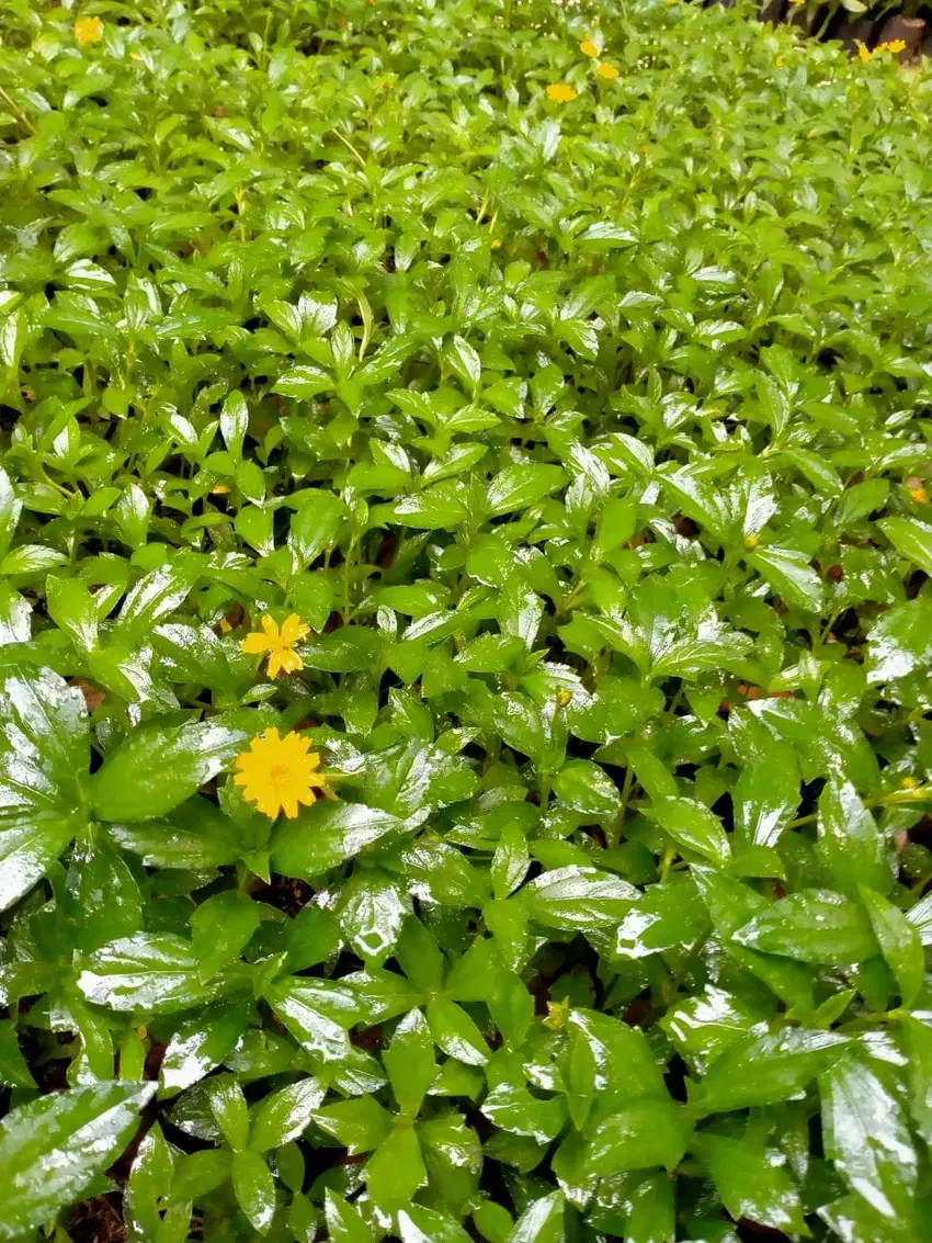 Pohon semak/kontur
