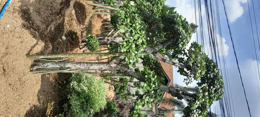 Pohon bonsai beringin korea