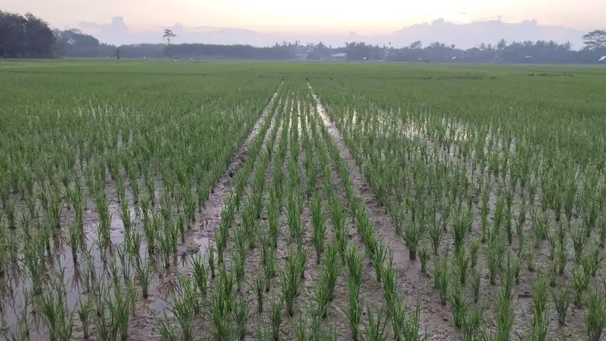 Dijual Cepat Sawah di Alue Pineung