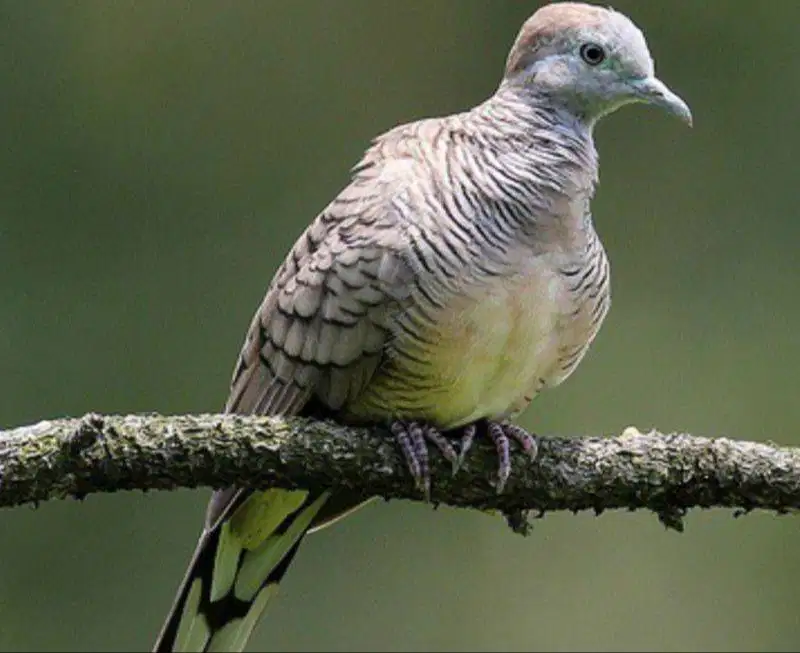 Burung Perkutut Lokal Alam Tuban