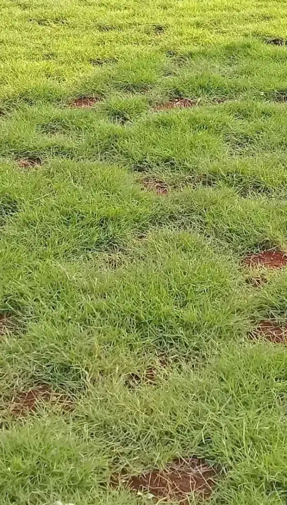 Rumput jepang/peking