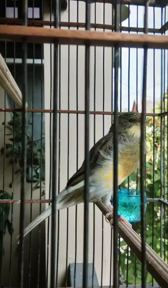 Kenari F1 YS Jantan Gacoran