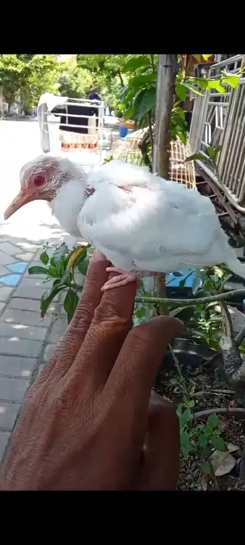 Tekukur albino putih kapas