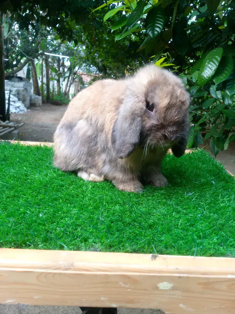 Kelinci Holland lop jantan siap kawin