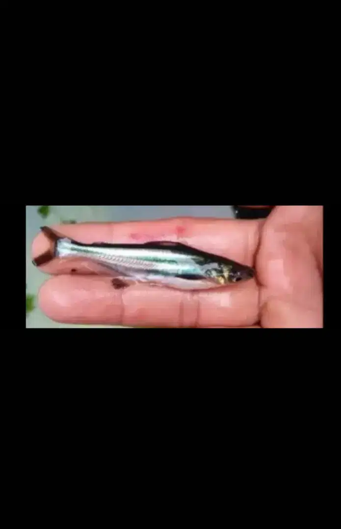 Bibit ikan patin berkualitas