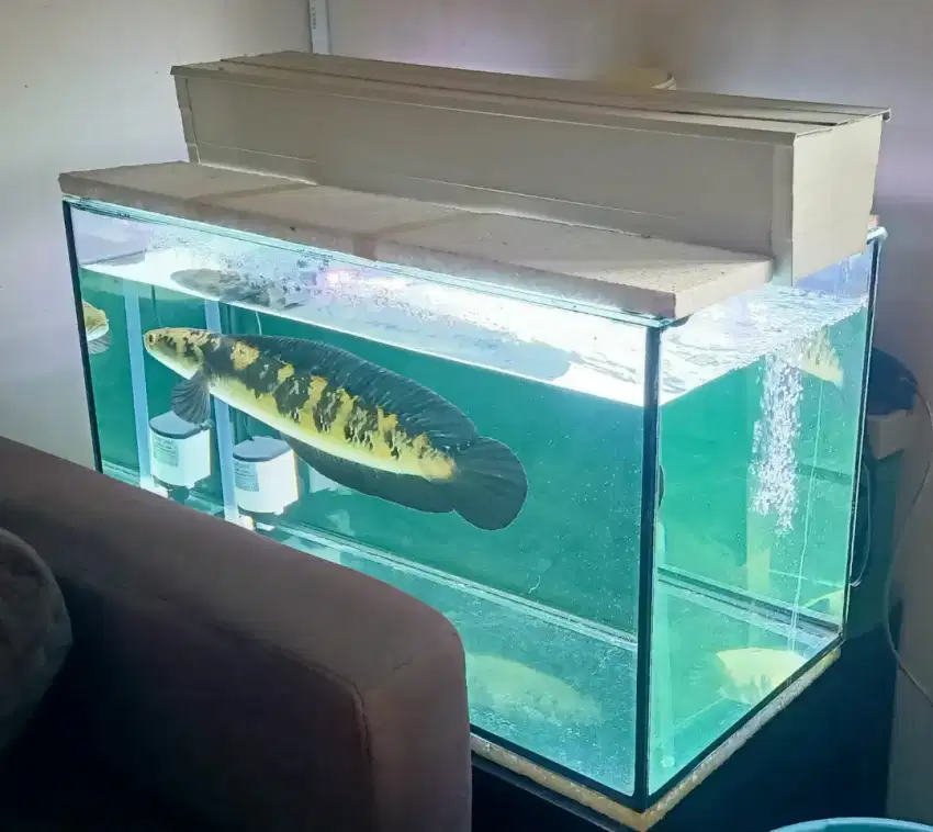 Channa Maru Yellow Sentarum dan Aquarium fullser