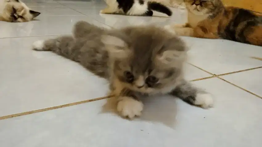 Kucing Persia Flatnose Longhair abu