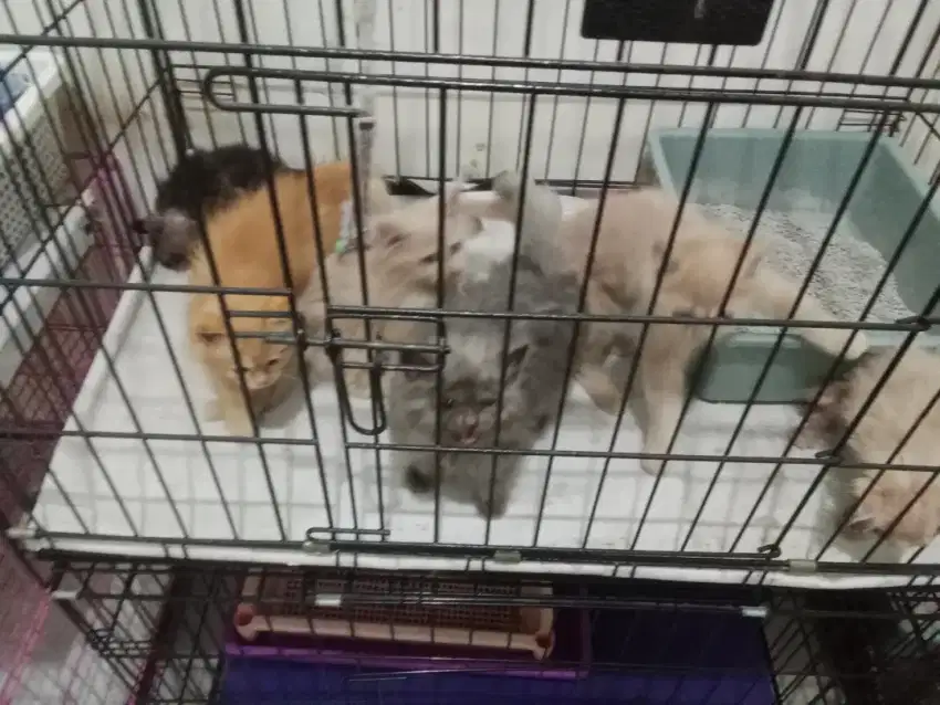 kucing persia flatnose