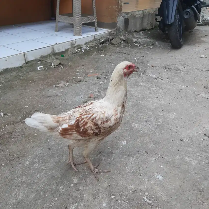 Indukan ayam betina siap Ternak Silangan Boiler Vs Bangkok