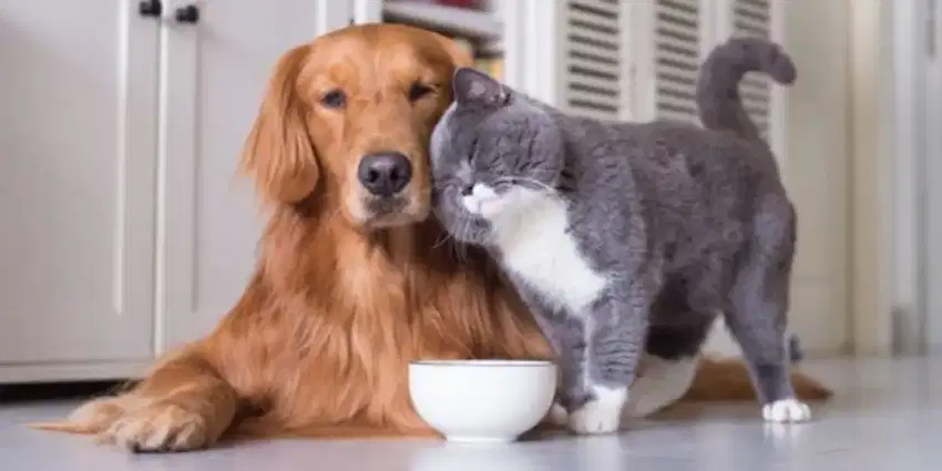 Petshop Grooming Panggilan cat dog Jakarta Tangerang